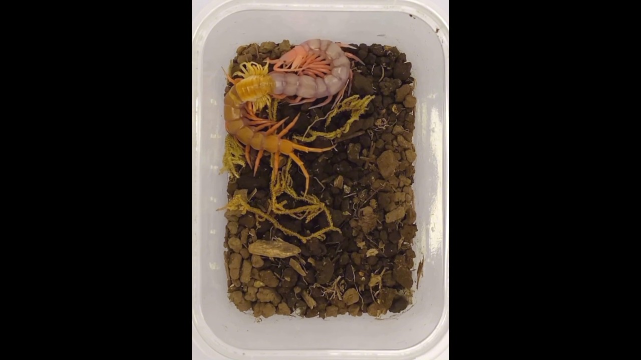 Centipede Molting