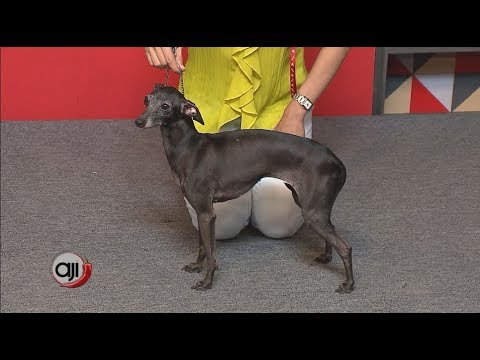 Vídeo: Diferencia Entre Galgo Y Galgo Italiano