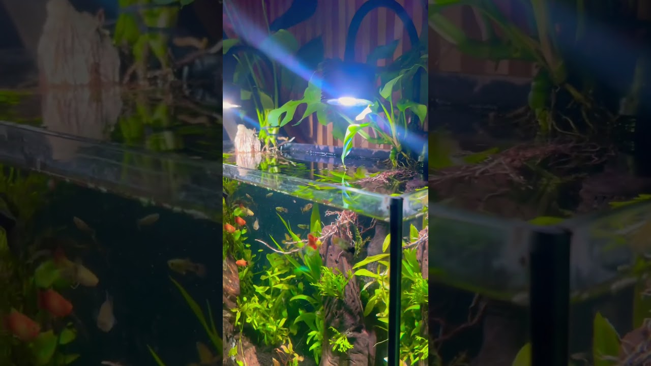 Aqua scape complete build videos coming soon