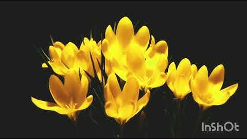حالات واتس اب قران كريم بصوت الشيخ / محمود خليل الحصري 🌼