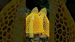 The Biggest Organism Ever Youve Never Heard About.