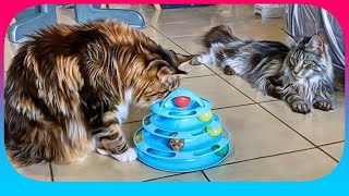 😸🌟 Explore the Enchanted World of Sherkan & Shippie: Two Endearing Maine Coons! 🐾✨V132 by Maine Coon Cats TV 246 views 1 month ago 2 minutes, 31 seconds