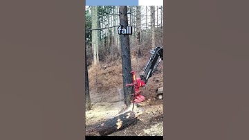 Feller buncher a master of tree cutting 🌲