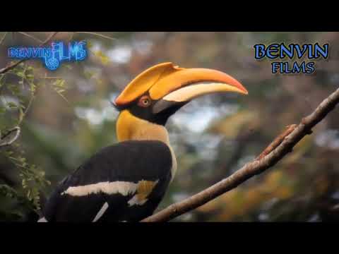 MJUE NOISE HORNBILL AU HONDOHONDO