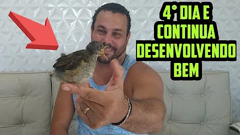 O que o filhote de sabiá pode comer?