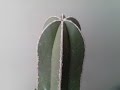3 Formas De Reproducir Un Cactus