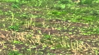 Black beauty hare coursing. 2013