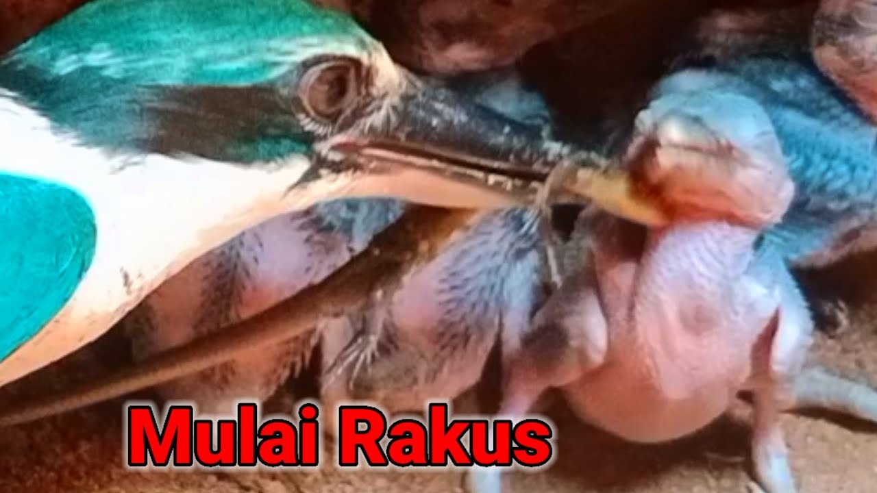 ANAK TENGKEK MULAI RAKUS - YouTube