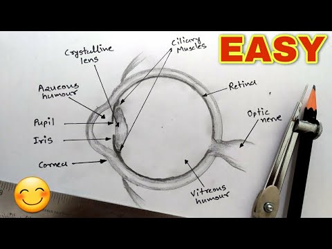 Human Eye Diagram class 10 | How to Draw Human Eye Diagram easy Step by
