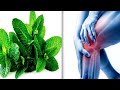 Regenerate Cartilages Of The Hip And Knees In A Week Using These Herbs Confirmed By Doctors!