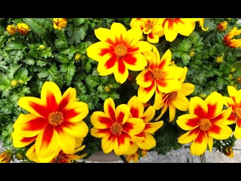 Video: Spring primroses - pembawa kehangatan