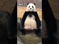 【🌸桜浜♨️いい湯だな🛀🎶角刈りタンクトップ】’18.11📷 #桜浜 #櫻浜 #ouhin #yingbang #🐼 #パンダ #panda #双子 #cute #china #chengdu
