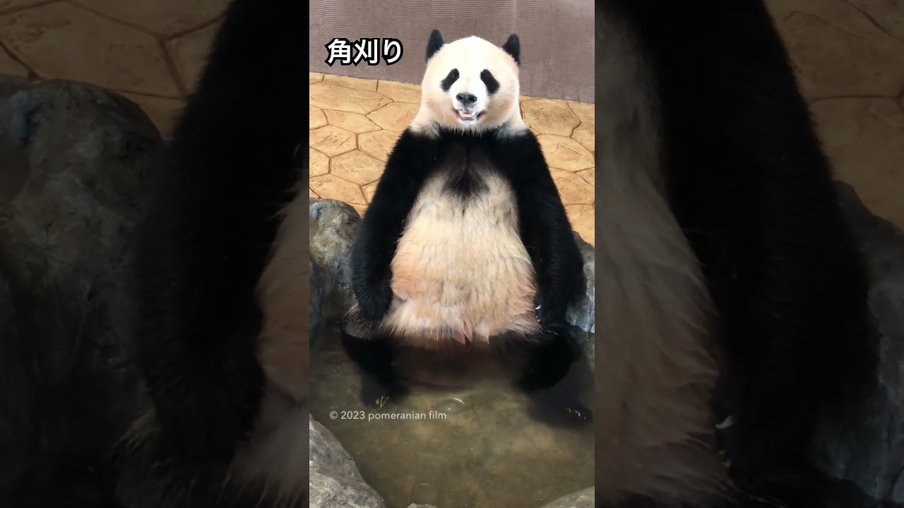 【🌸桜浜♨️いい湯だな🛀🎶角刈りタンクトップ】’18.11📷 #桜浜 #櫻浜 #ouhin #yingbang #🐼 #パンダ #panda #双子 #cute #china #chengdu