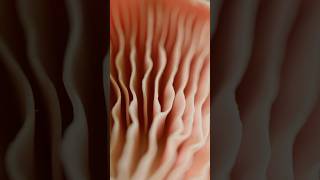Mushrooms Study Houdini