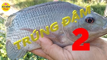 Câu cá rô phi khủng tự nhiên | Cận cảnh cá rô phi kéo phao giật phê tay (2) | XÀ BẦN VLoG