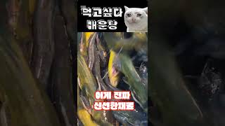 고양이 셰프가 직접 만든 신선한 매운탕!