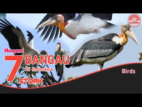 Video: Definisi dan perbedaan antara bangau, bangau dan bangau