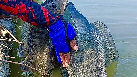 Sumpah Mancing ikan Nila Babon liar di spot ini bikin jiwa pemancing Meronta Horek
