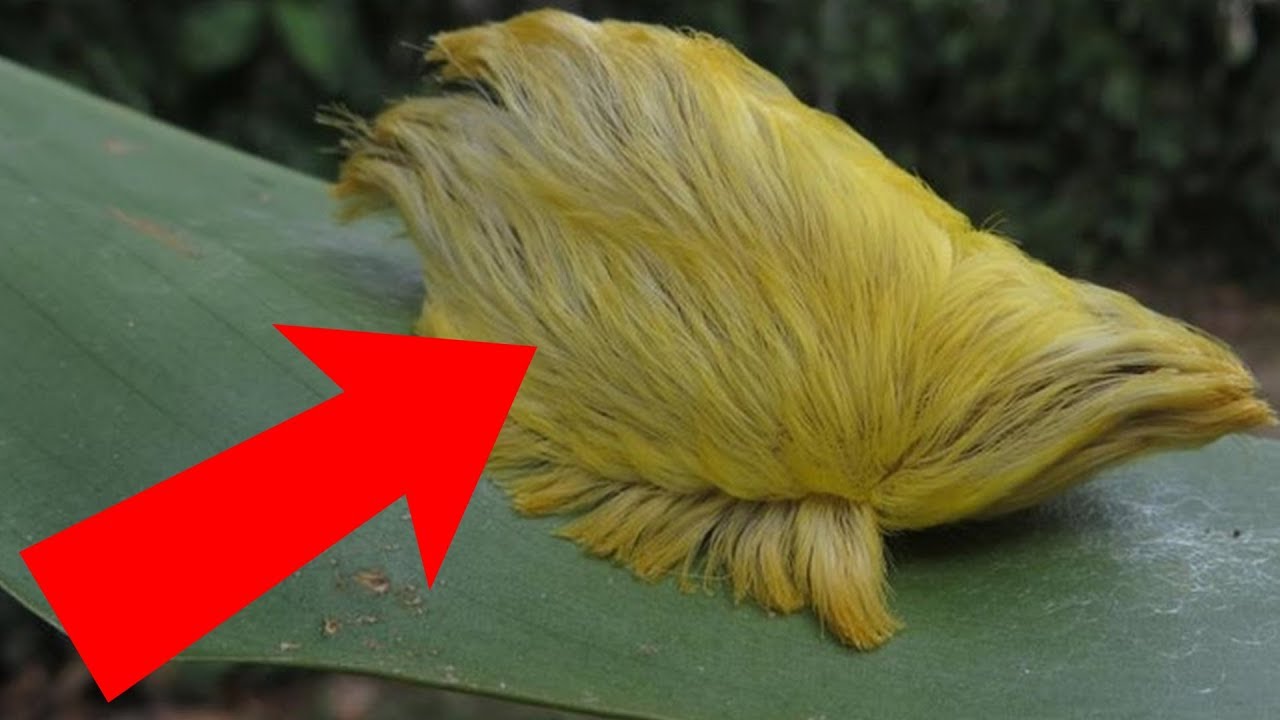 Se vedi questi animali, scappa e chiama aiuto!