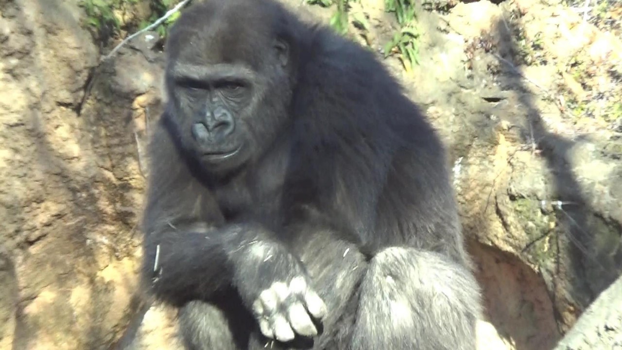 Amazing gorilla family #238 ゴリラ家族の日常【Cute animal videos