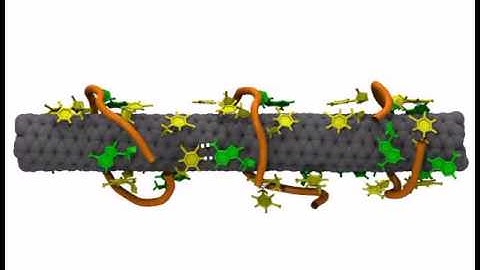 DNA-CNT MD Simulation