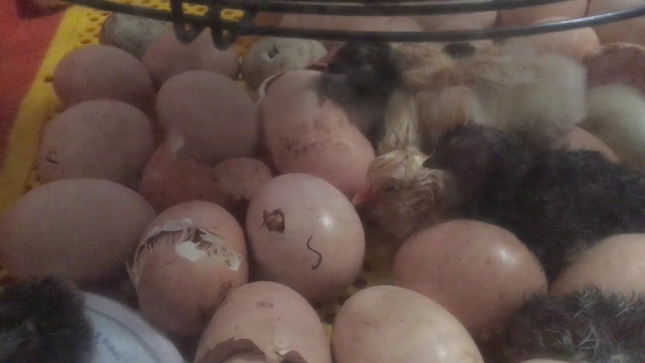 VGS 49 Civciv Çıkım