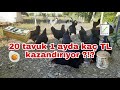 20 tavuk 1 ayda kaç tl kazandırıyor ? #tavukçiftliği #tavukkazancı #gezentavuk #tavuk #yumurta