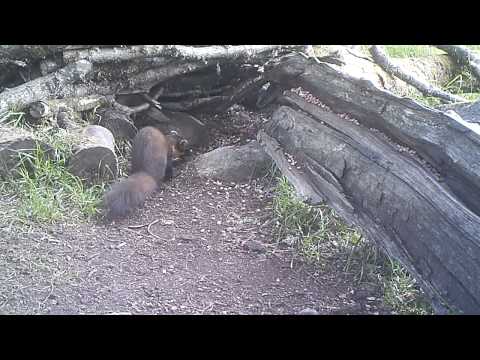 Kindrogan pine marten