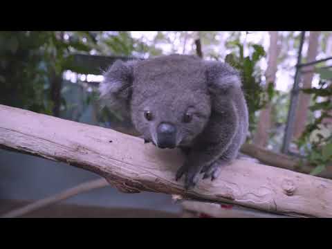 Every Koala Counts | Official Trailer