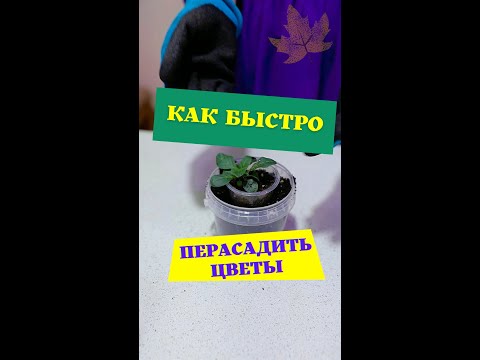 Самый быстрый способ пересадки цветов.