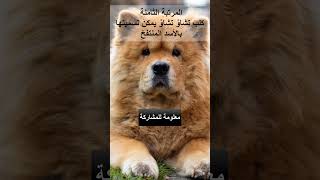 اخطرانواع الكلاب لا تنسى الاشتراك فى القناة وتفعيل زر الجرس #الكلاب #shorts #معلومات_عامة #dog