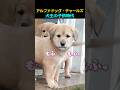 犬王の子供時代｜アルファドッグ・チャールズ #アルファドッグ
