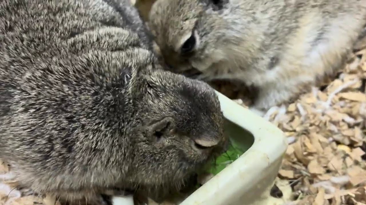 邪魔しにくるジリス【リチャードソンジリス】 #リチャードソンジリス #プレーリードッグ #かわいい #squirrel #ペット 