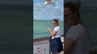Seagulls Ing Food