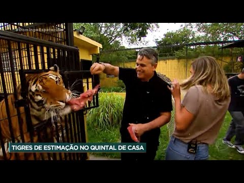 Vídeo: Como cuidar de um tigre de estimação