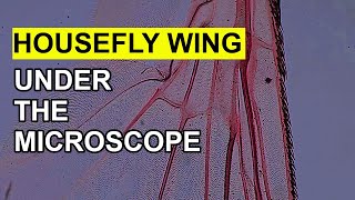 Annoying Housefly Wing under the Microscope