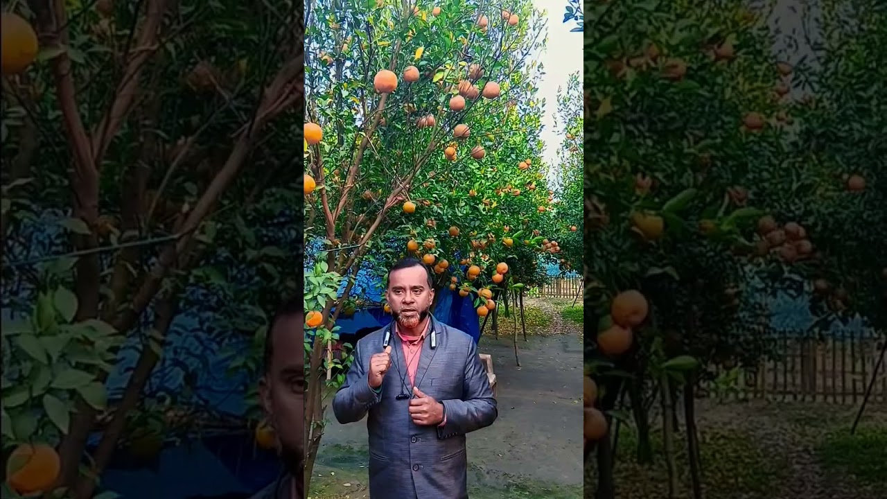 রঙে রসে ভরপুর ঠাকুরগাঁও এর অরেঞ্জ সিটি।   #organic#orange city#fruit