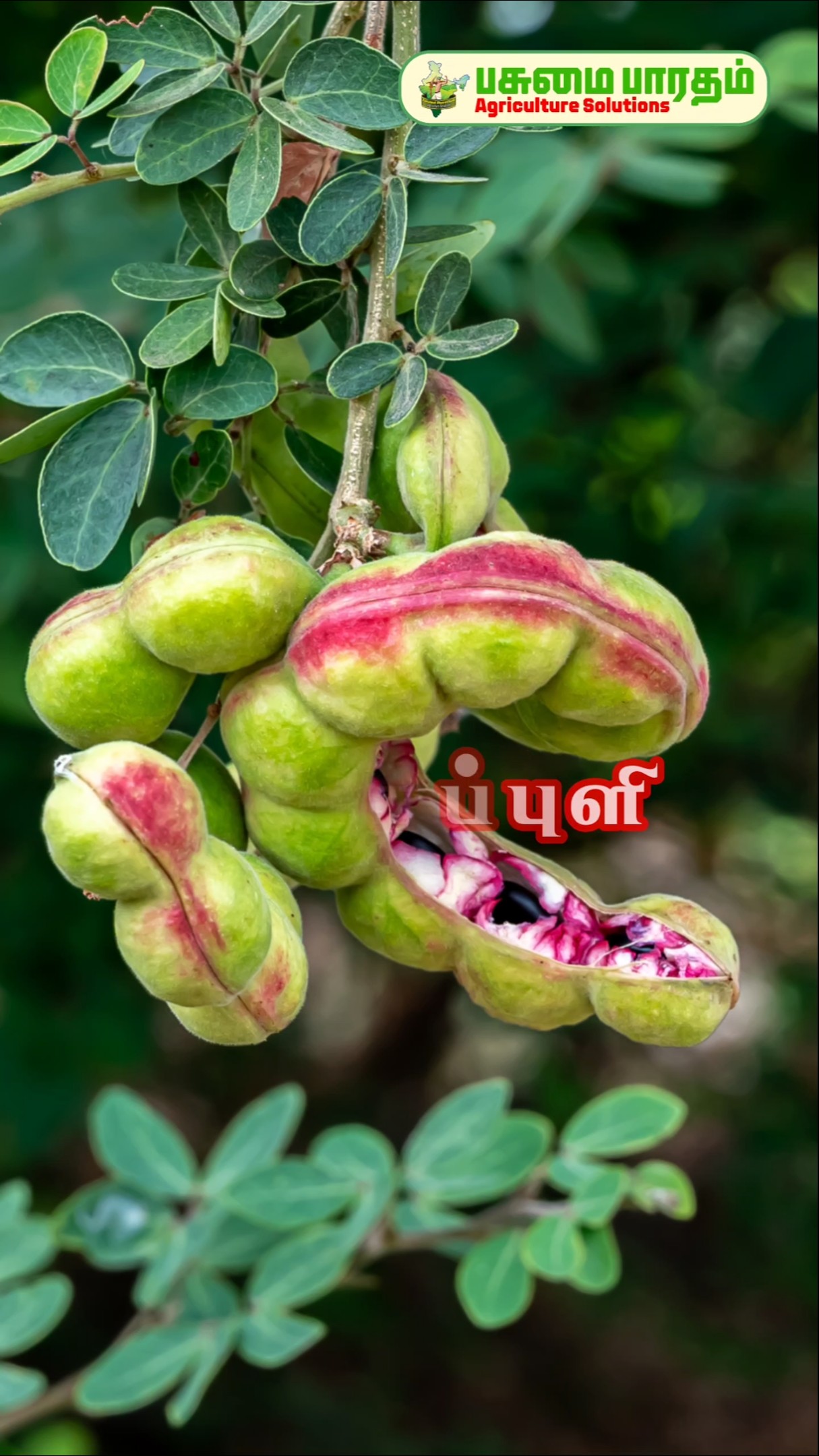 கொடுக்காப்புளி - ShareChat