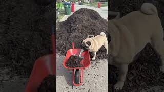 Pug Shoveling Mulch into Wheelbarrow #flagstone #construction #gardenedging