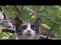 5ヶ月振りに犬に会いに来た猫(感動です! 忘れないのね)Amazing Cat and Dog Friendship. A heart Touching Story.