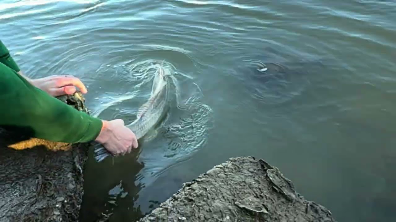 A Day Full of BIG Texas Fish!!