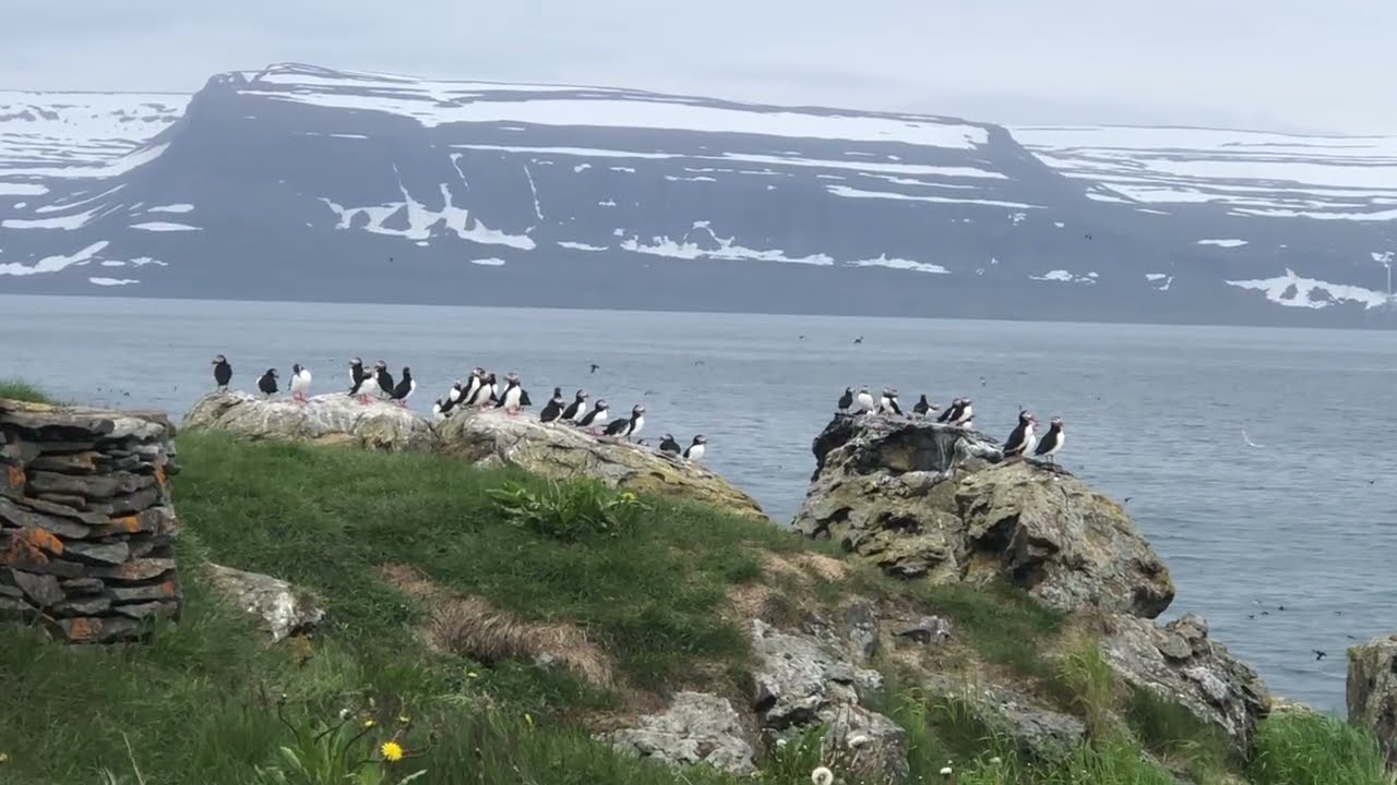 Puffin on Vigur Island