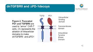 Armored CAR T cells targeting IL1RAP:  Potential therapy for Ewing Sarcoma