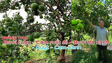 Trang trại: Bưởi ruby, Cam ruột đỏ, Bưởi da xanh, Quýt, Cam sành
