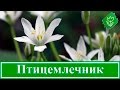 🌼 Цветок птицемлечник – посадка и уход в открытом грунте и выращивание, виды и сорта птицемлечника