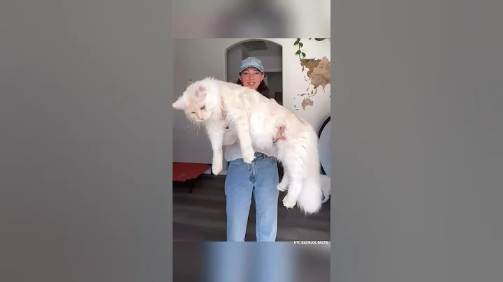 Video 6520721: animals maine coon, gentle giant cat, cat facts, cat meets