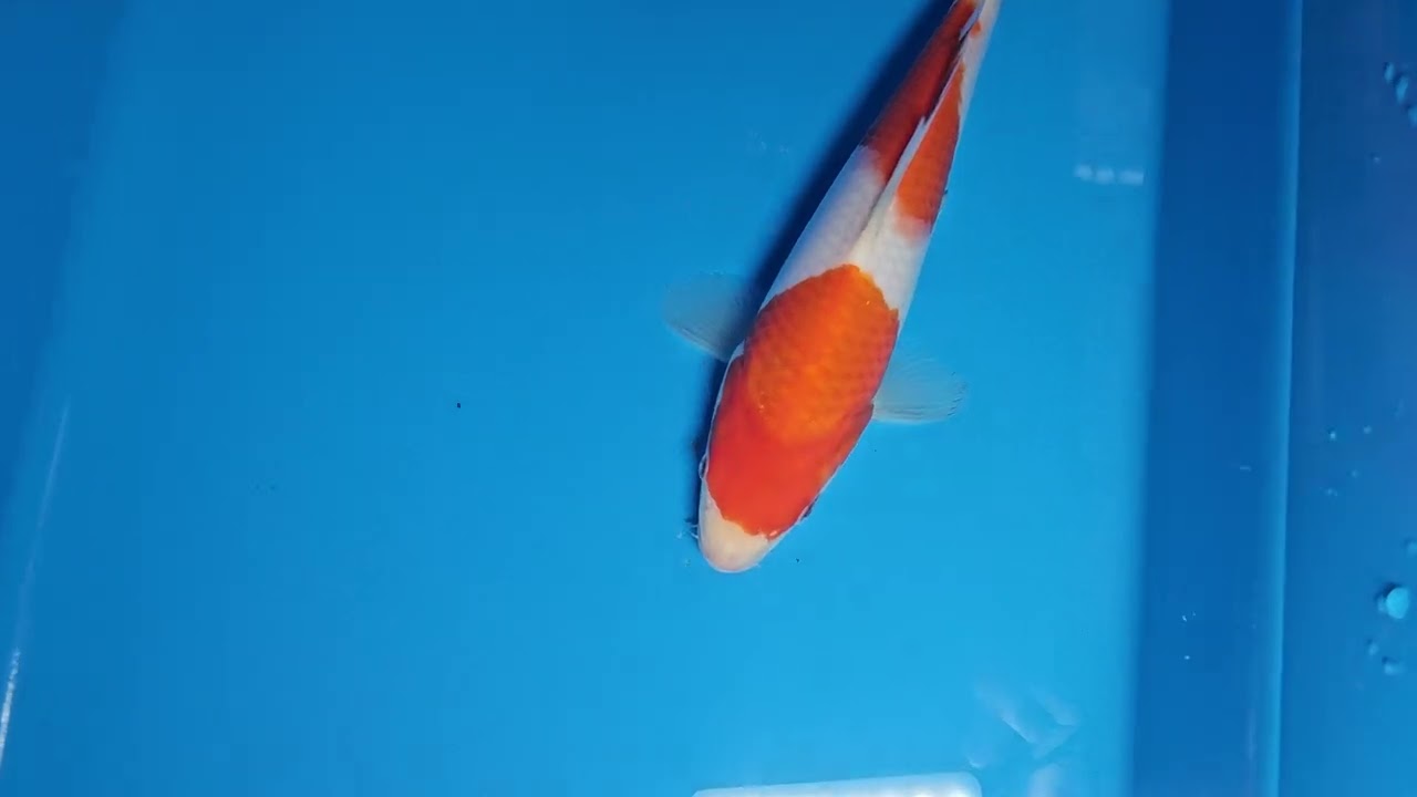 Kohaku - koi #y0209n015 - Omosako Koi Farm