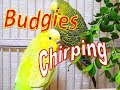Happy summer budgies songs for your budgies to sing along. 18 Hr Parakeet songs.