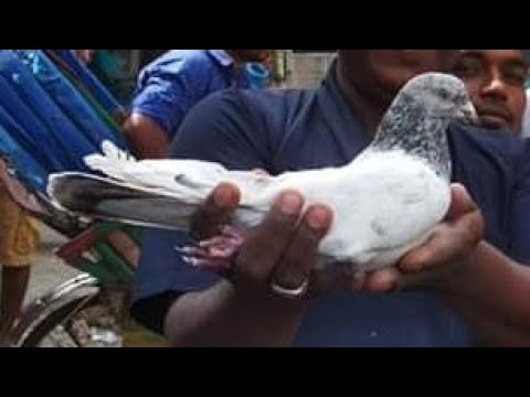 استاد اکمل خان آف پپلاں کی چھت سے انکے کبوتروں کا شوق کریں 