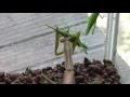 カマキリの捕食(閲覧注意)